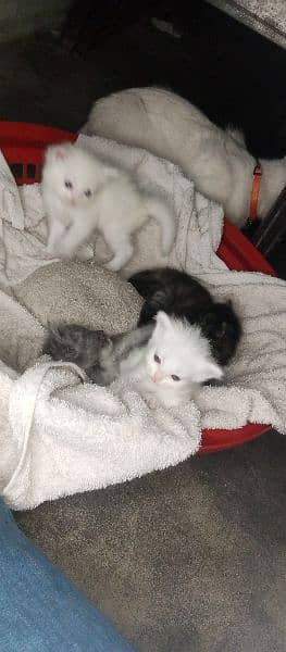 Persian Kittens Tripple coat 1