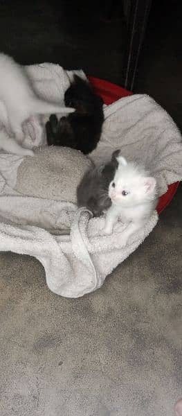 Persian Kittens Tripple coat 3