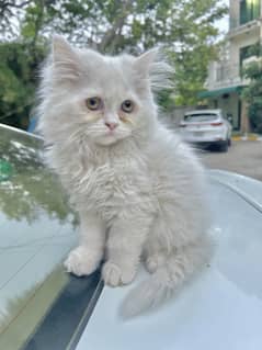 White semi punch tripple coated hazel eyed persian female kitten