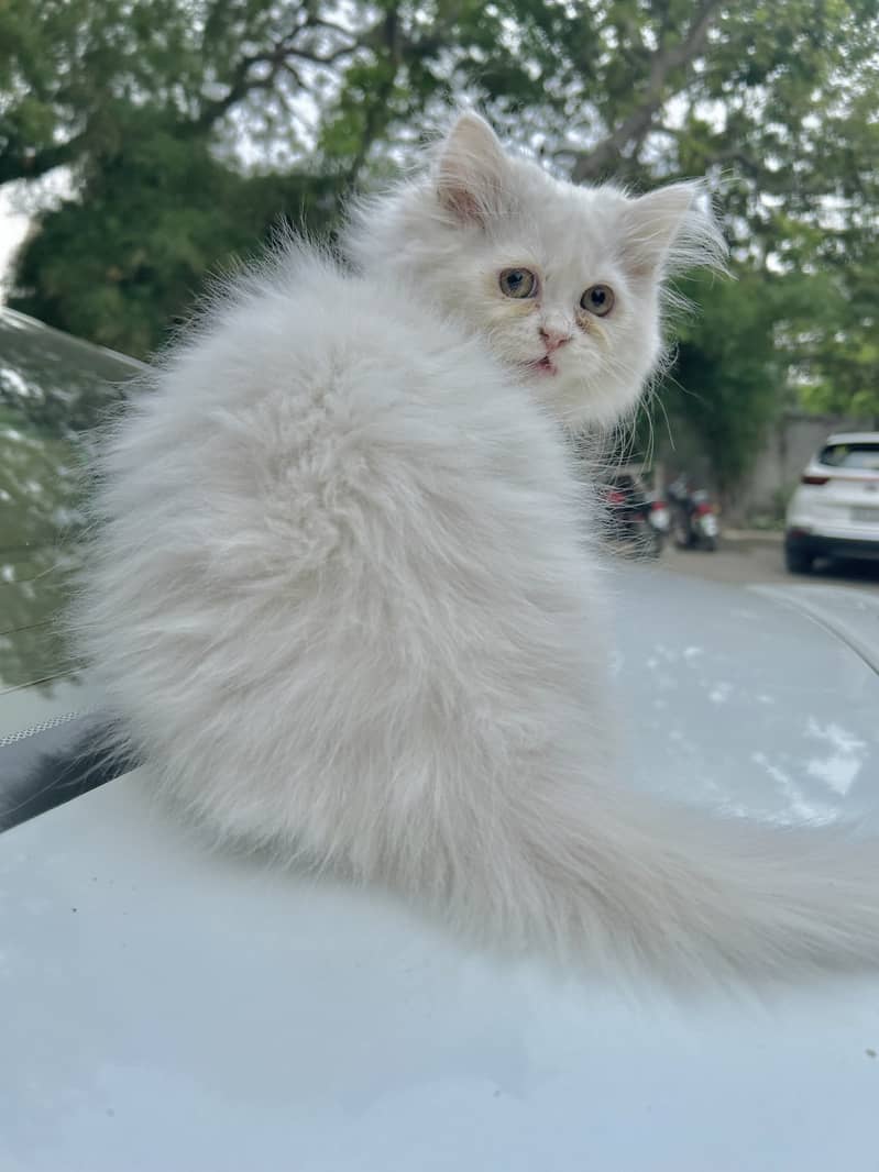 White semi punch tripple coated hazel eyed persian female kitten 5