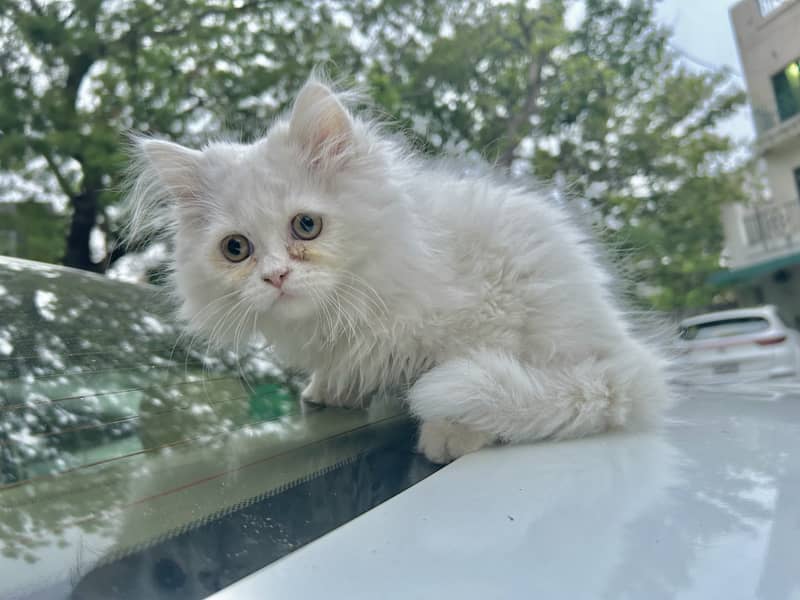 White semi punch tripple coated hazel eyed persian female kitten 8