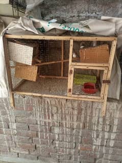 finches for sale