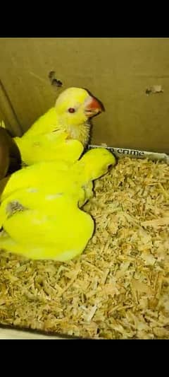 yellow chicks 0