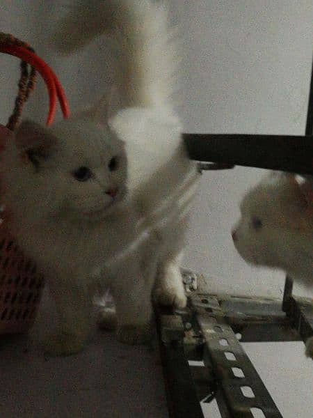Persian Cat Triple Coat Play full and litter train 3