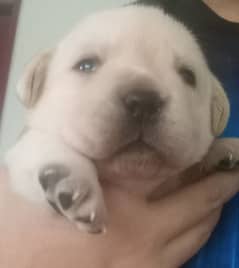 PURE BREED Pedigree Labrador puppies/puppy 0