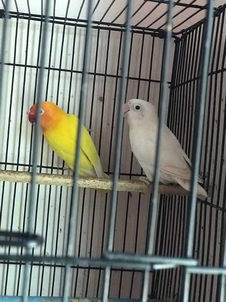 lovebirds healthy and active 3