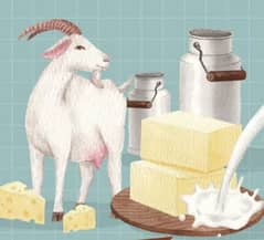 Fresh Goat Milk & Cheese