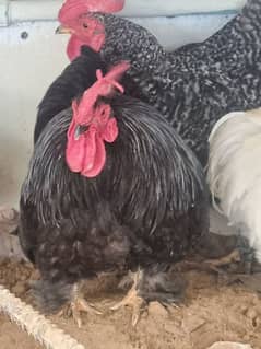 6 hens available in pairs