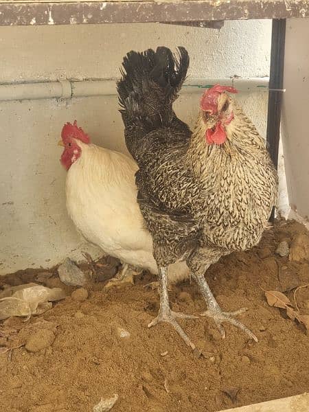 6 hens available in pairs 5