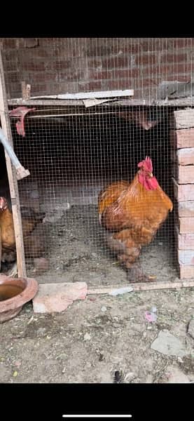 bantum hen chick ( chuza ) 1