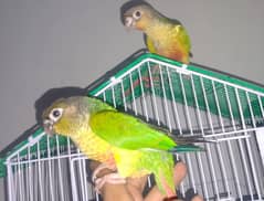 Apple Conure Pair Healthy And Hand Tame