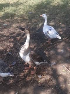 Beautiful and big size ducks for sale whatsapp no "0345" 4935876.