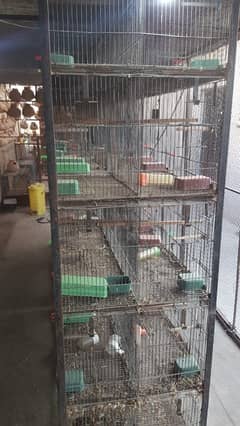 love bird lutino albino cage complete with box 0
