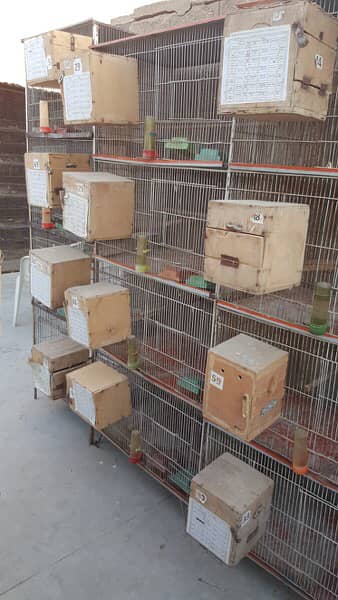 love bird lutino albino cage complete with box 2