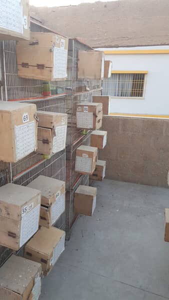 love bird lutino albino cage complete with box 3