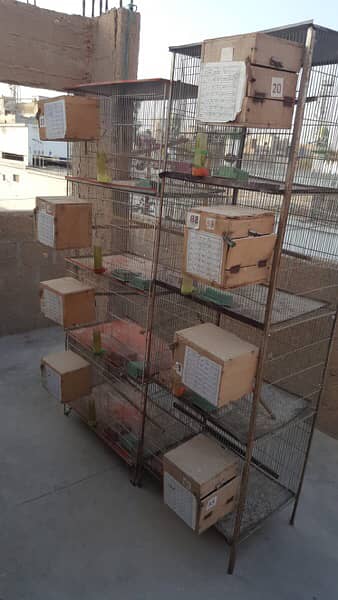 love bird lutino albino cage complete with box 7