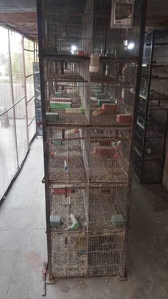 love bird lutino albino cage complete with box 9