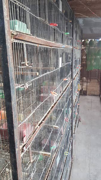 love bird lutino albino cage complete with box 10