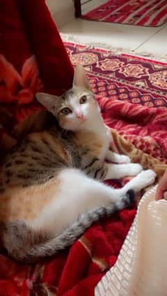 a beautiful cute cat for sell