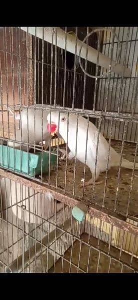 White Ringneck conferm pair 0