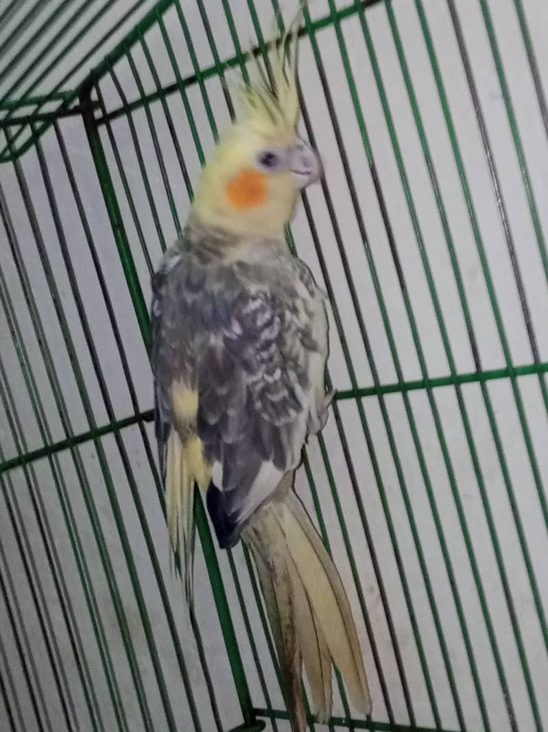 Cockatiel parrot. 3