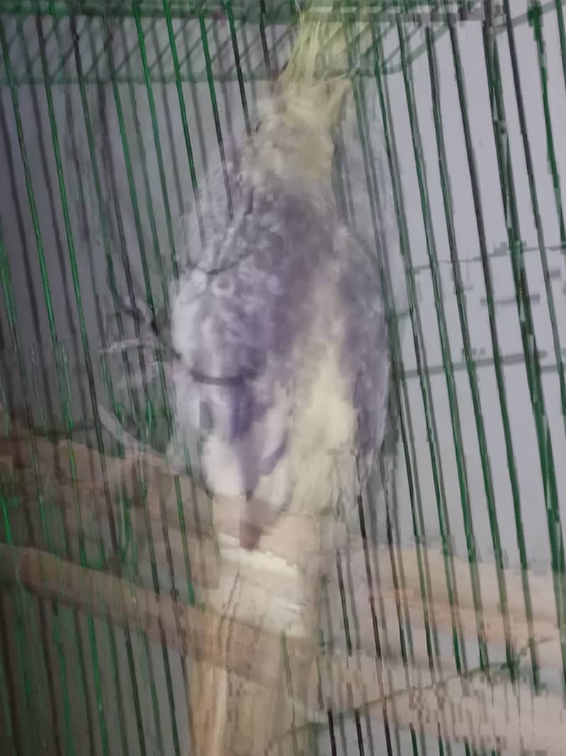 Cockatiel parrot. 4