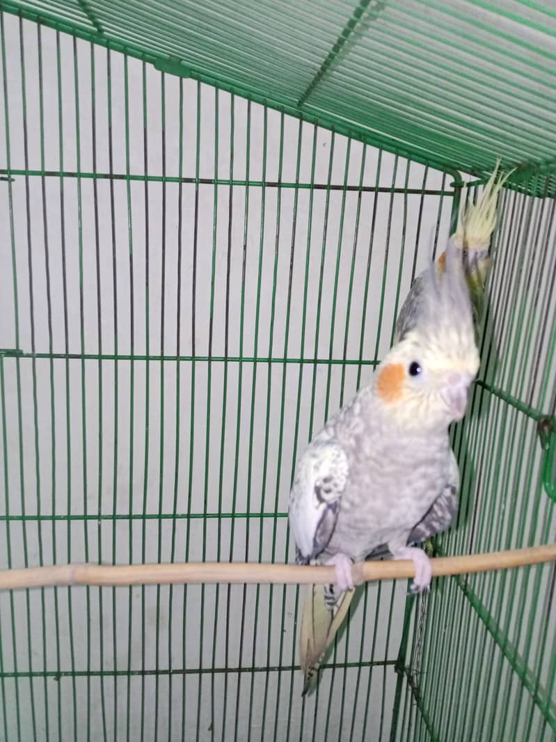 Cockatiel parrot. 5