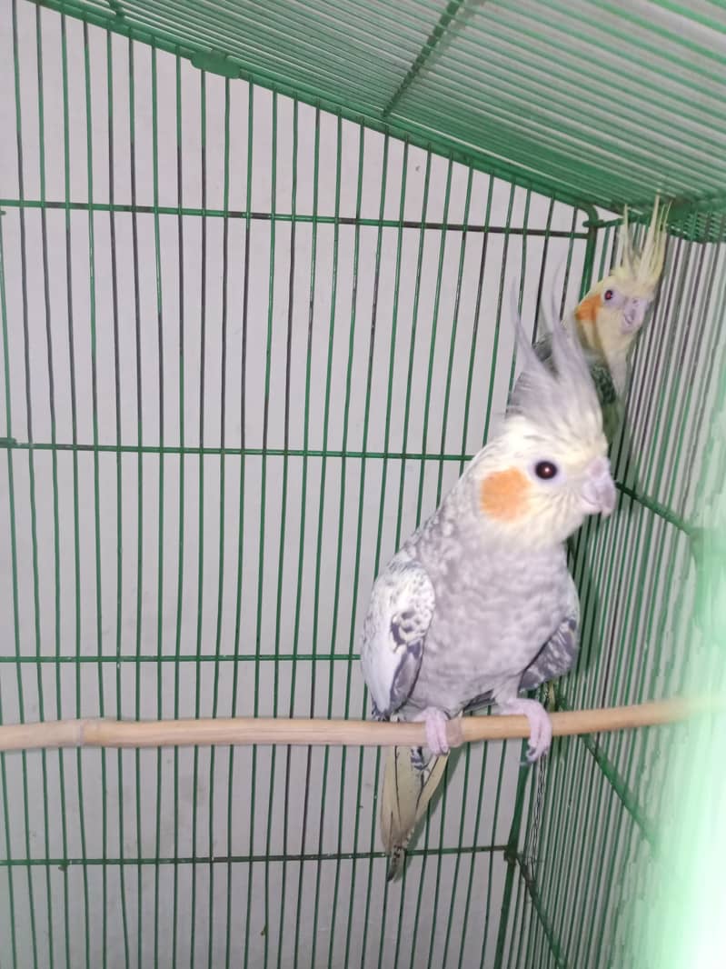 Cockatiel parrot. 6