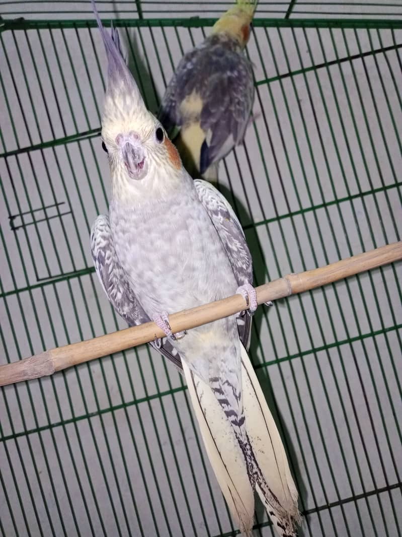 Cockatiel parrot. 10