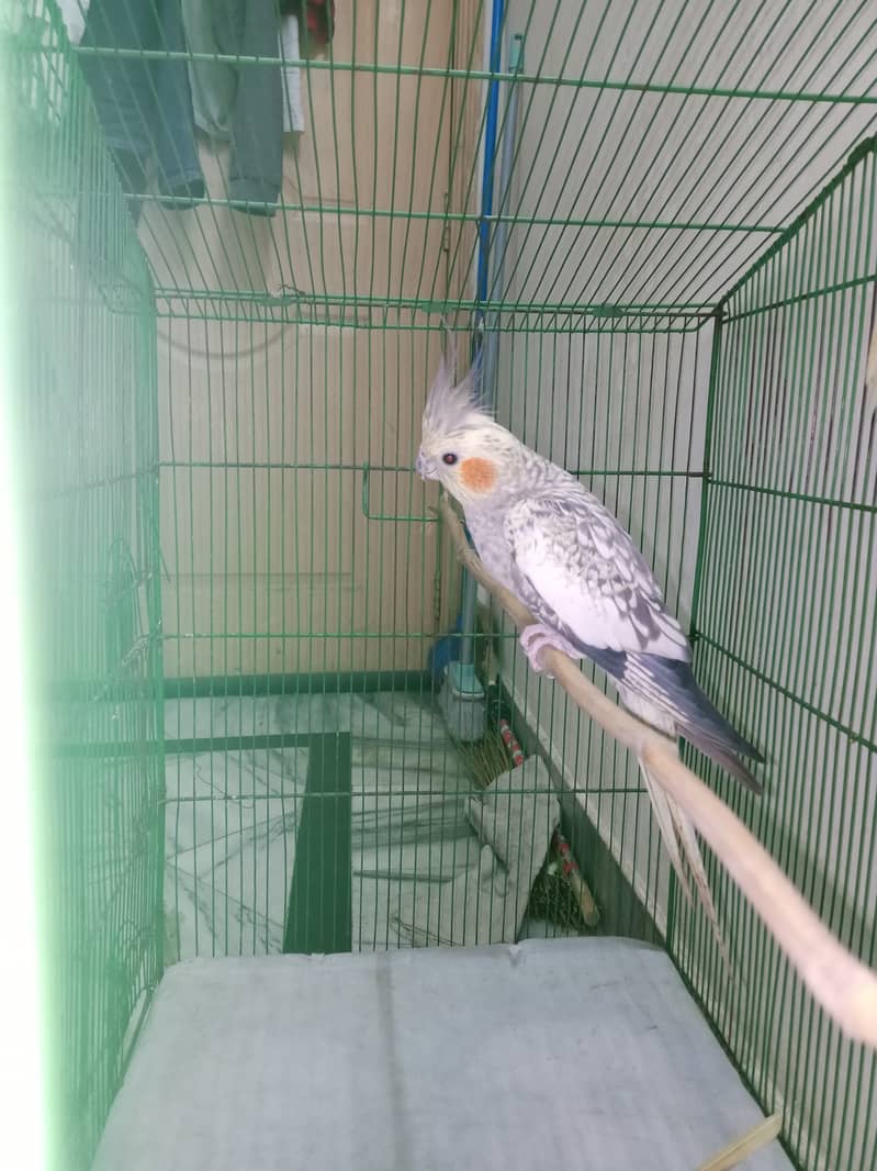 Cockatiel parrot. 11