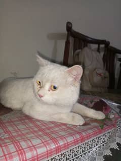 Persian cat for sale jis ko chahia rabta kray