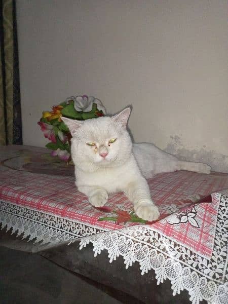 Persian cat for sale jis ko chahia rabta kray 3
