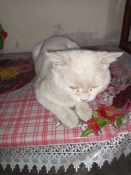 Persian cat for sale jis ko chahia rabta kray 4