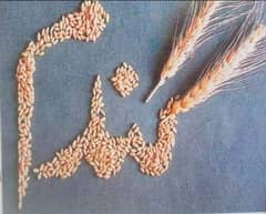 wheat organic