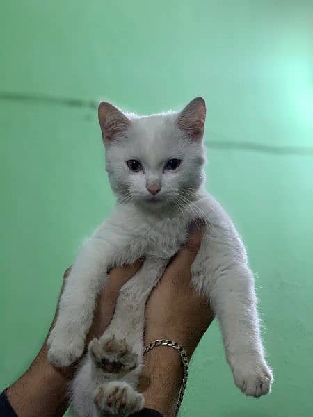 cute kitten ready for sale/ khao manee breed is on sale 3