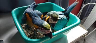 Blue macaw parrot Chicks for sale WhatsApp contact 0337-3192-825