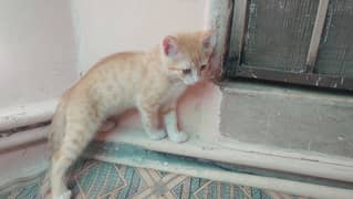 Semi Persian Kitten