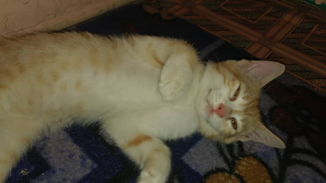 Semi Persian Kitten 1
