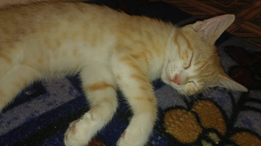 Semi Persian Kitten 2