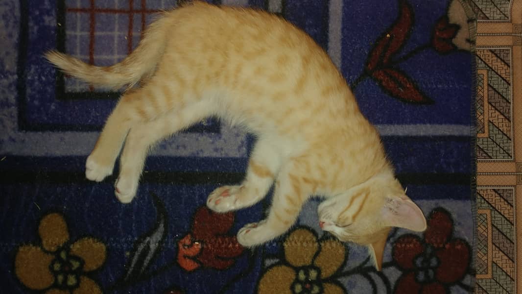Semi Persian Kitten 3