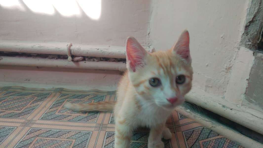 Semi Persian Kitten 4
