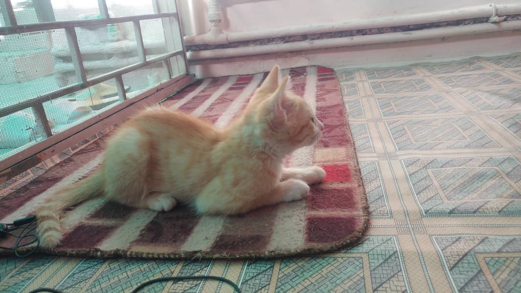 Semi Persian Kitten 5
