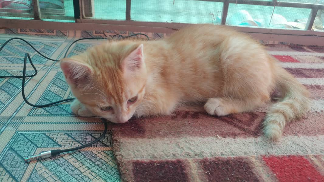 Semi Persian Kitten 6