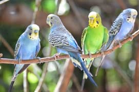 Budgies pair for sale call no 03411899291