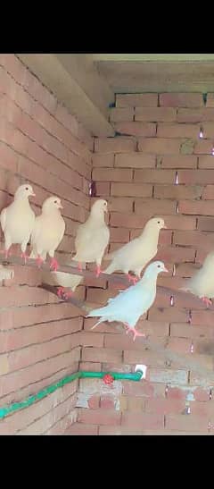 white pigeon