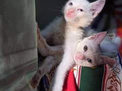 Persian kittens pair