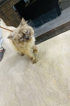 Rare Breed Persian x Siamese Male Looking for New Home 0