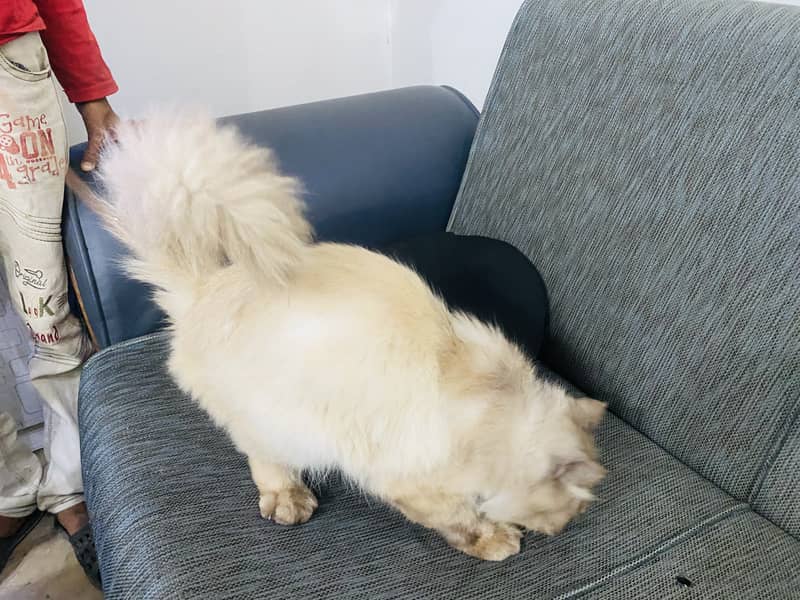 Rare Breed Persian x Siamese Male Looking for New Home 1