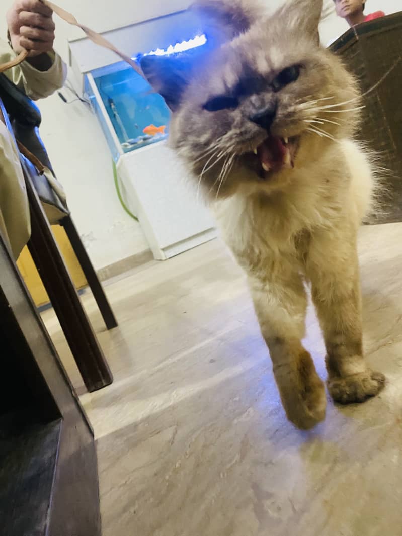 Rare Breed Persian x Siamese Male Looking for New Home 2