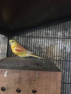yellow rump red parrot